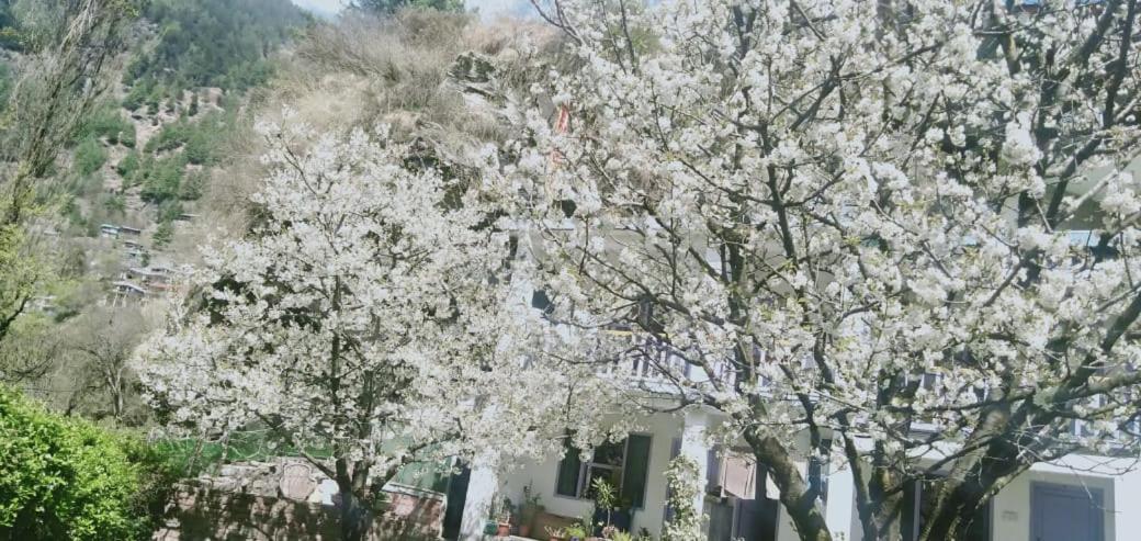 Maha Mountain Home And Cafe Manali  Bagian luar foto